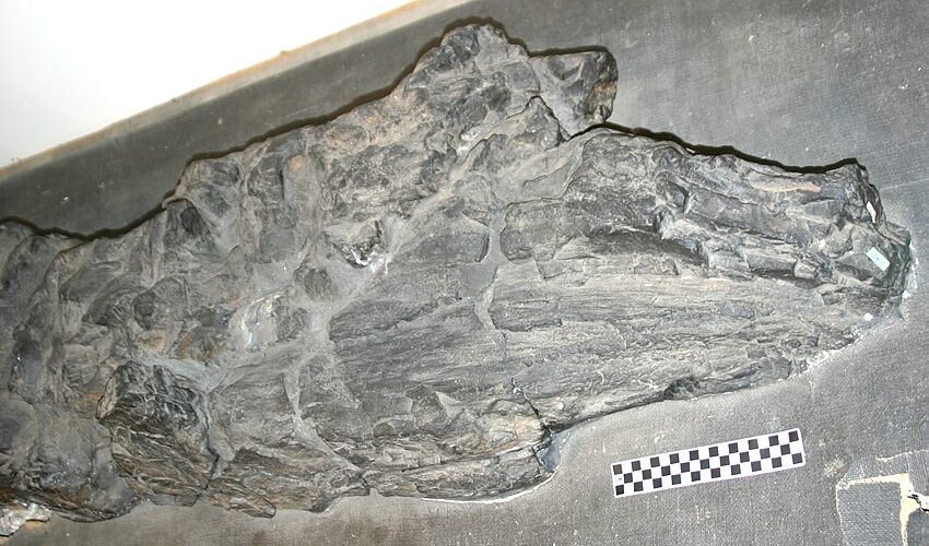 The Bizarre Fossils That Started the Giant Mushroom Idea