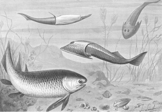 8. A Trove of Early Jawed Fish Fossils That Shifted the Origin Story of Your Skeleton