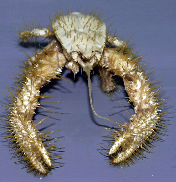Cancer – The Deep-Sea Crab: Armoring the Softest Parts 