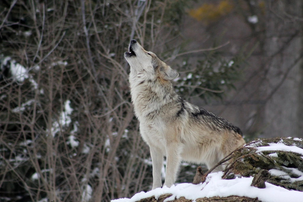 Wildlife Science Says a Wolf Howling Alone in the Dark Is Not Calling Its Pack – It Is Doing the Opposite and the Distinction Changes How We Understand Lone Wolves Entirely