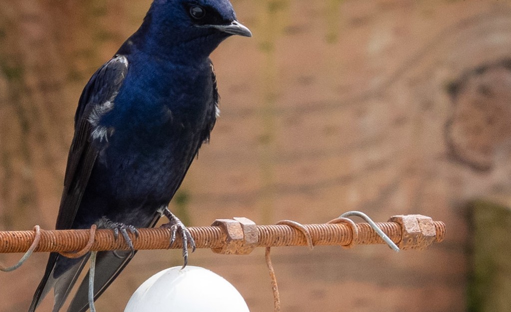 12 Fascinating Facts About Purple Martins That Depend on Human Homes