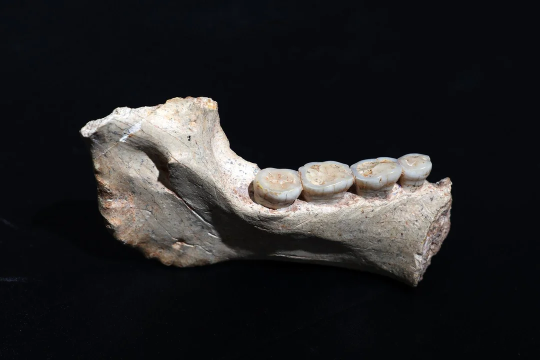 12. New North African Fossils Near Casablanca and the Deep Roots of Your Lineage