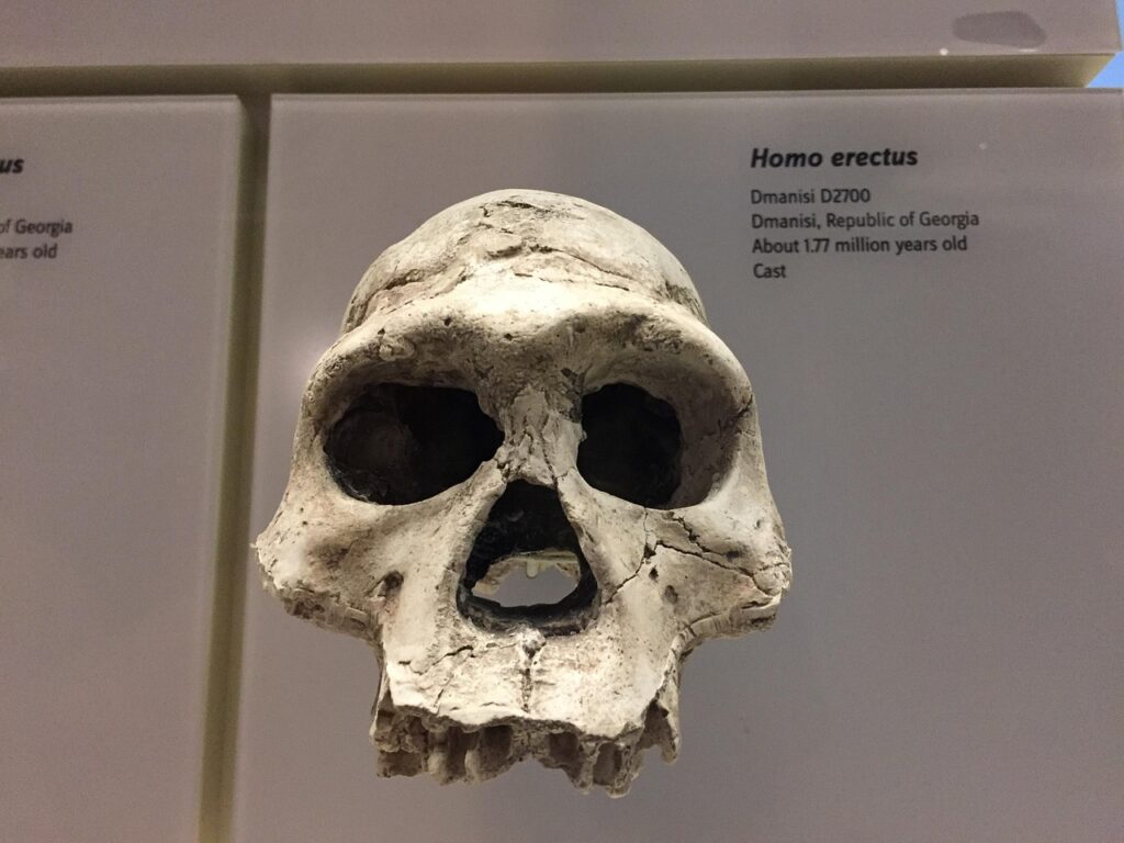 6 Extinct Human Species That Were Walking the Earth at the Same Time as Our Direct Ancestors