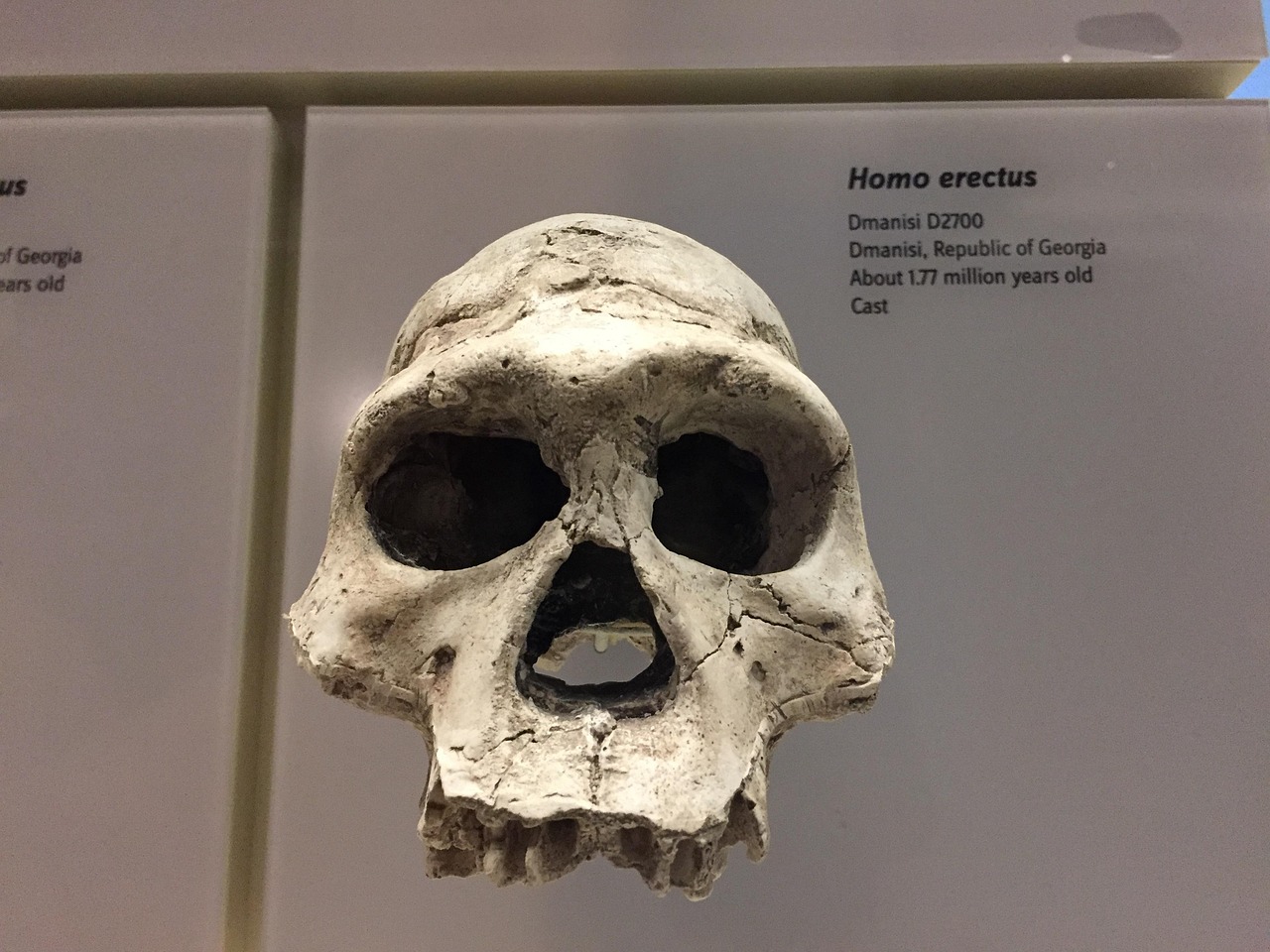 6 Extinct Human Species That Were Walking the Earth at the Same Time as Our Direct Ancestors