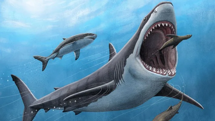 Megalodon – The Relentless Operator Who Dominates Their Niche