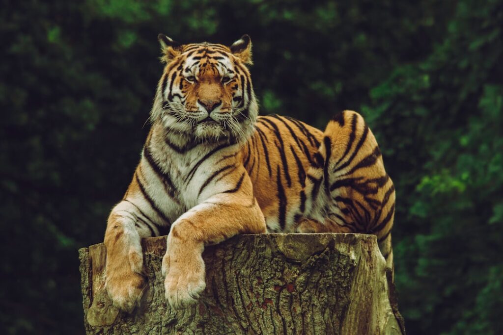 15 Wildlife Recovery Events From This Decade That Prove Ecosystems Can Reverse Course Faster Than Any Climate Projection Modelled