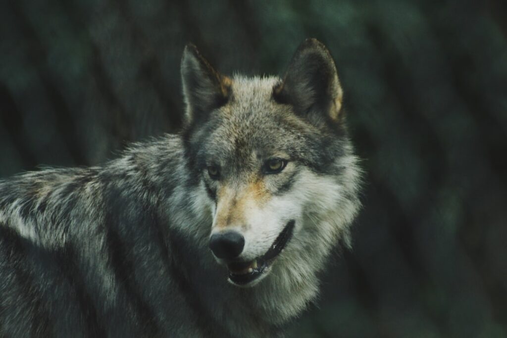 The Zodiac Signs That Wolves Are Mysteriously Drawn To (And the Ancient Reason Why)