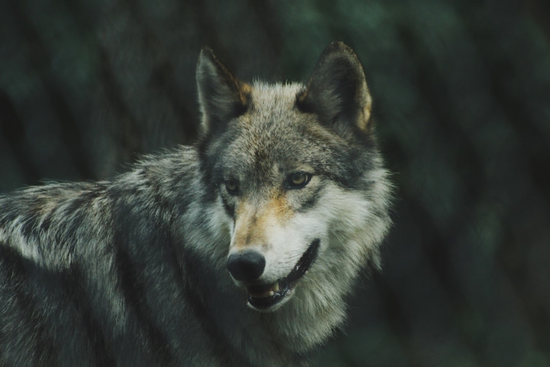 The Zodiac Signs That Wolves Are Mysteriously Drawn To (And the Ancient Reason Why)