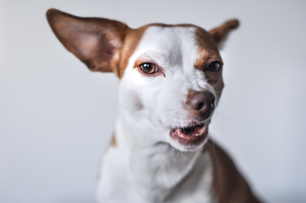 The Bizarre Reason Your Dog Randomly Starts Barking at an Empty Wall!