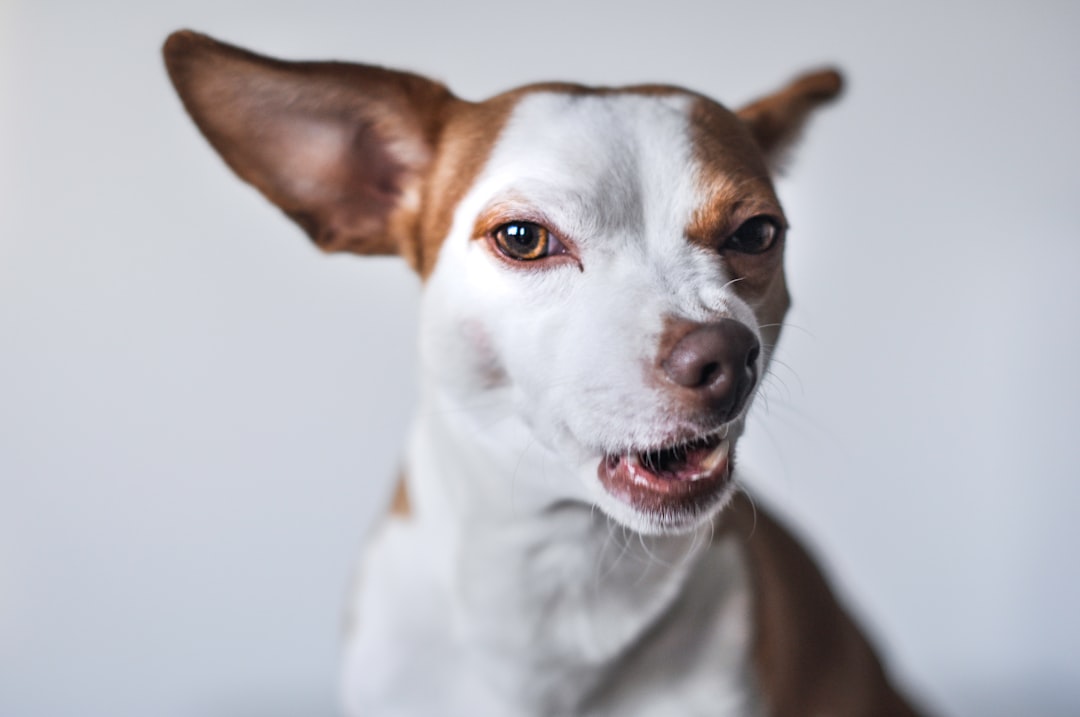 The Bizarre Reason Your Dog Randomly Starts Barking at an Empty Wall!