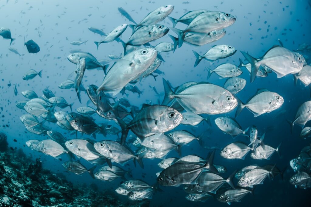 Consciousness Researchers Say There Is Now Strong Evidence That Fish Experience Something Functionally Identical to Pain – and the Implications for How You Think About the Ocean Are Significant