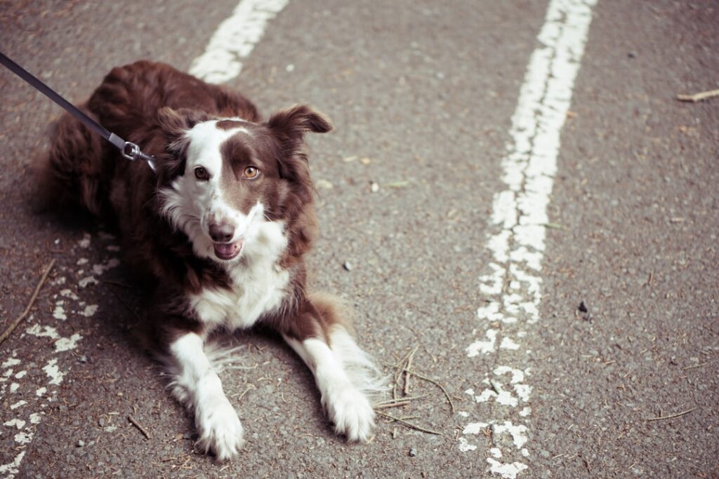 If Your Dog Refuses to Walk Past a Specific Spot on Your Daily Route, Canine Behavior Research Says They're Remembering a Predator Encounter You Never Witnessed