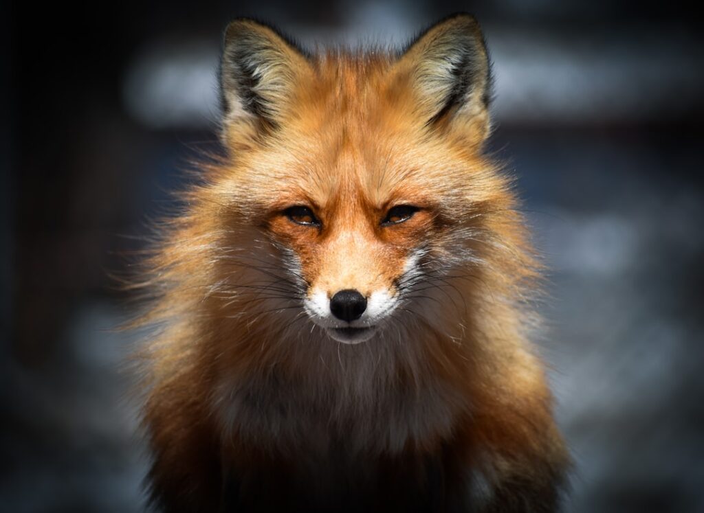 What Your Birth Month Says About the Animal Your Nervous System Most Closely Mirrors Under Stress According to Behavioral Research