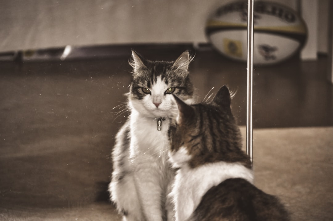 10 Animals That Researchers Confirmed Can Recognize Themselves in a Mirror – and the One Near the Bottom of the List That Rewrote the Criteria Entirely