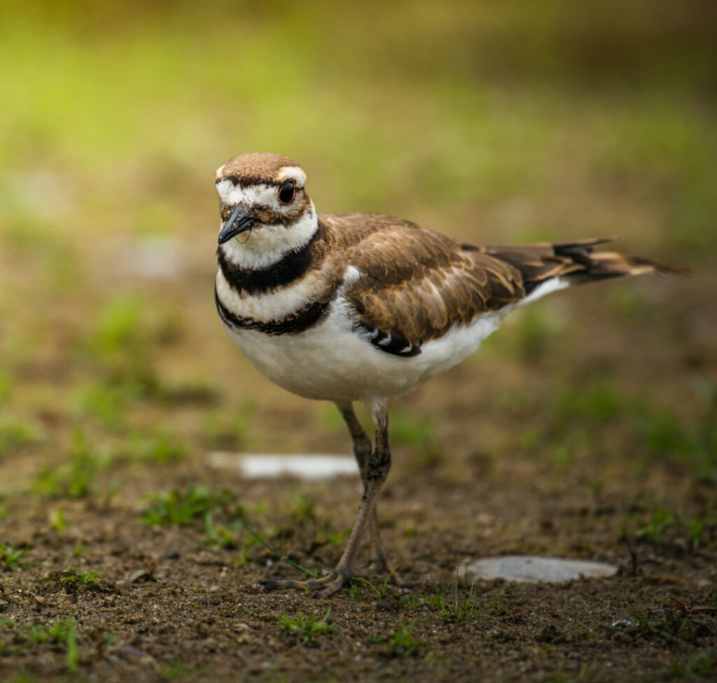 10 Amazing Facts About Killdeer Birds and Their Brilliant Survival Tricks