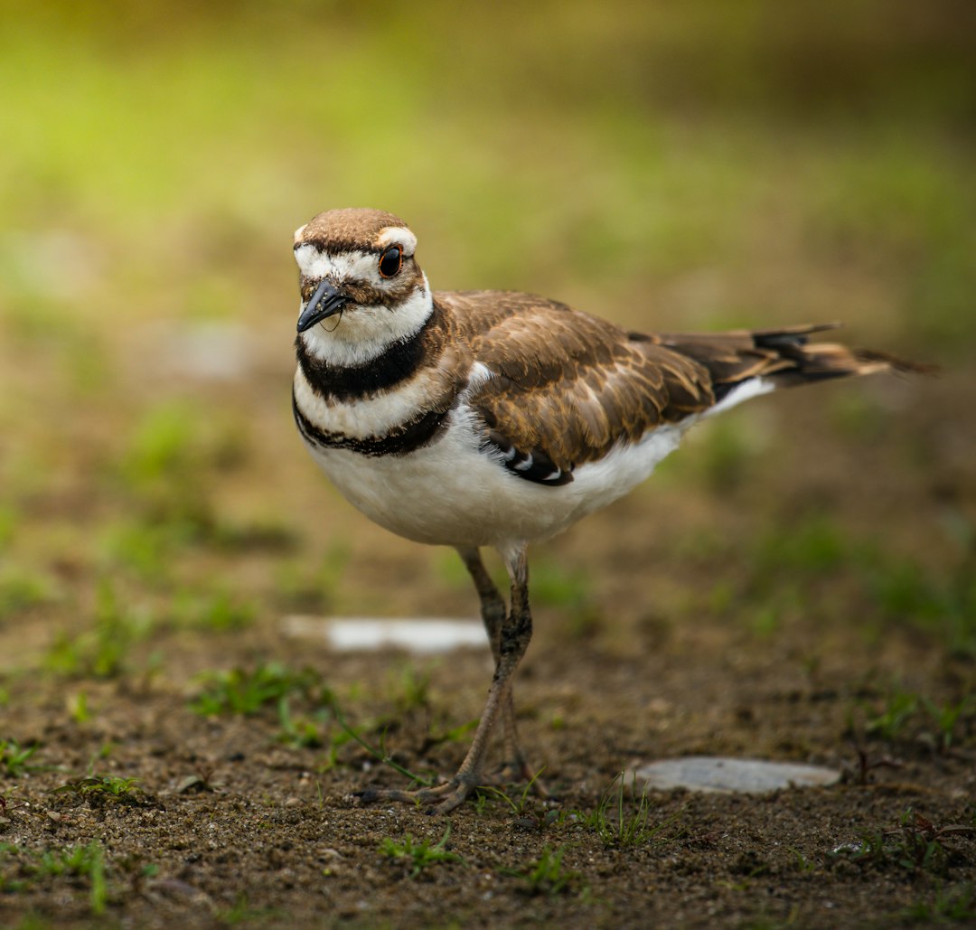 10 Amazing Facts About Killdeer Birds and Their Brilliant Survival Tricks