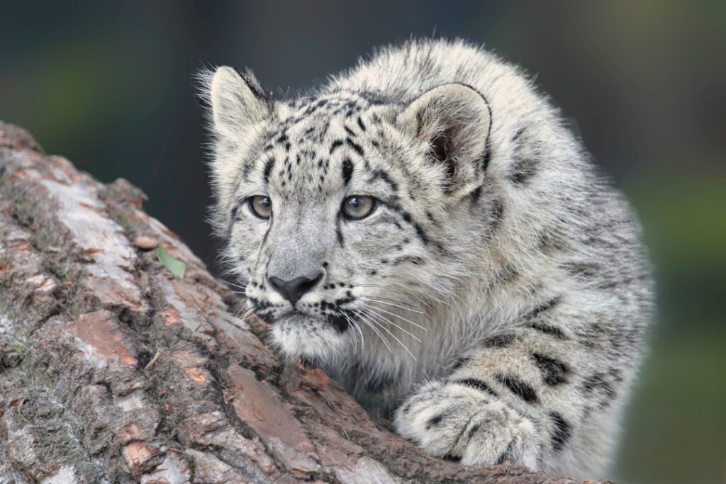 The Apex Predator That Matches Your Zodiac Sign – and the Hunting Strategy It Shares With How You Approach Problems