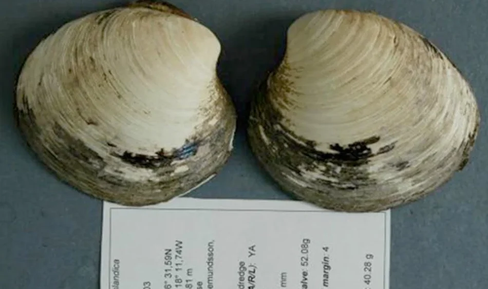 Meet Ming: The Clam That Outlived Empires