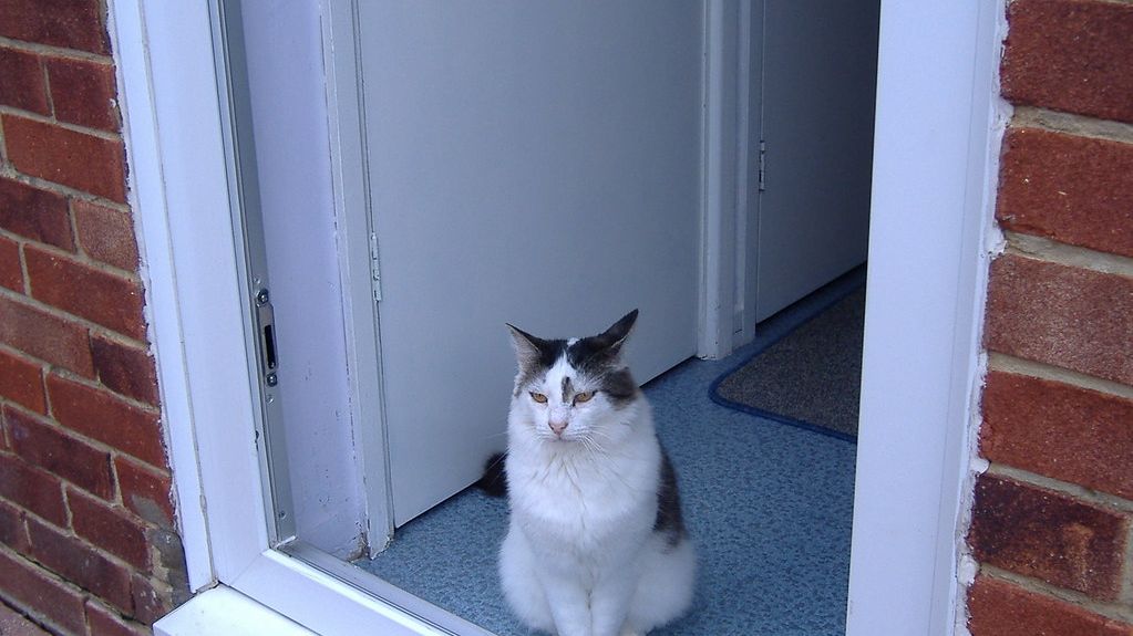 This Is What Your Cat Thinks About When You Leave the House for Work!