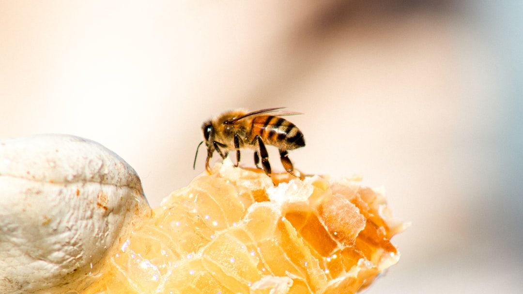 Neuroscience Says When Bees Experience a Traumatic Event and Afterward Choose Sweeter Food Options They Are Doing Something That Researchers Used the Word Comfort to Describe – and Then Quietly Walked It Back