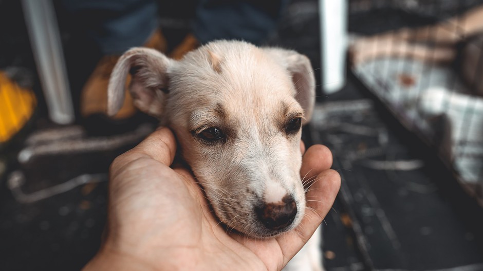 5 Signs Your Rescued Pet Is Truly Grateful to You (Number 3 Will Make You Cry!)