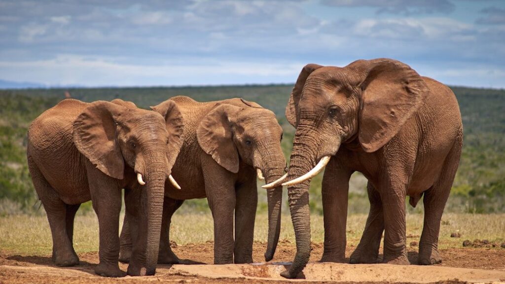 Animal Psychology Says When an Elephant Touches the Bones of a Dead Family Member With Its Trunk It Is Not Habit or Accident - What the Brain Is Doing in That Moment Has a Name and It's the Same Name We Use for Humans