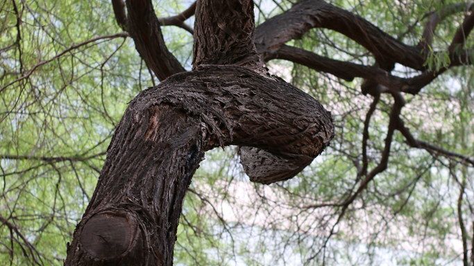 The Trees That Grow in Perfect Spirals - Nature’s Hidden Code
