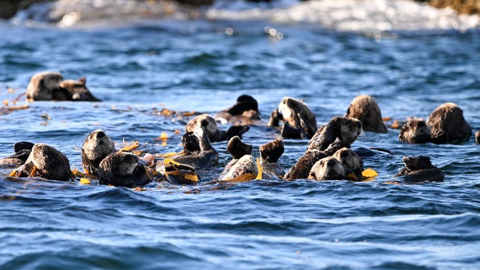 Sea Otters in California Are Engineers of the Kelp Forest - Here’s the Proof