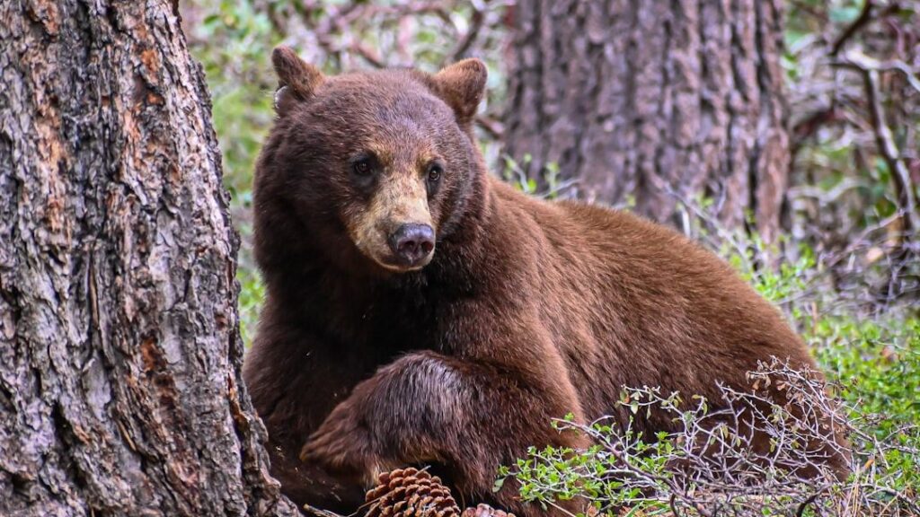 10 U.S. Mammals That Are Thriving Again After Nearly Going Extinct