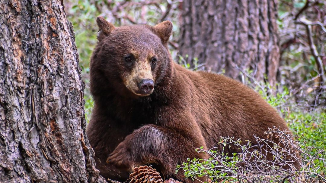 10 U.S. Mammals That Are Thriving Again After Nearly Going Extinct
