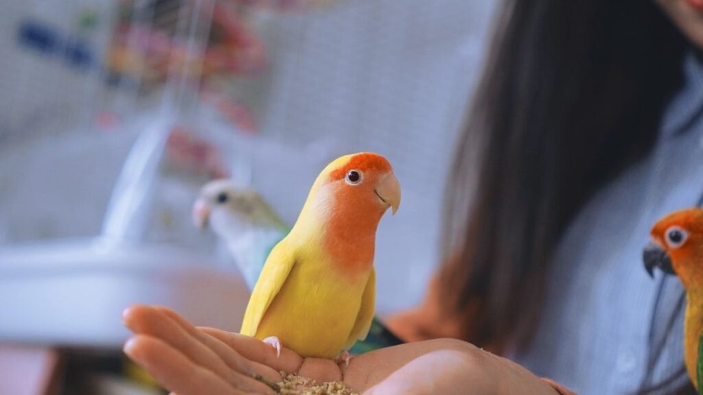 10 Signs Your Pet Bird Is Lonely or Bored