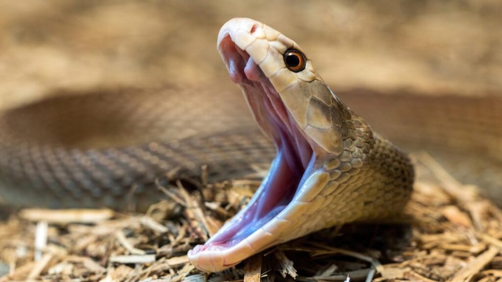 The Science of Dreams: What It Means To Dream of a Snake Biting You