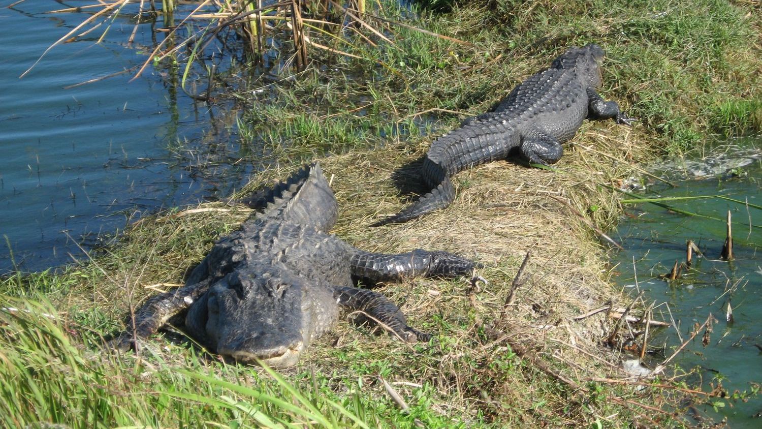 Alligators in the Mississippi Delta Are Thriving – Thanks to Wetland Restoration