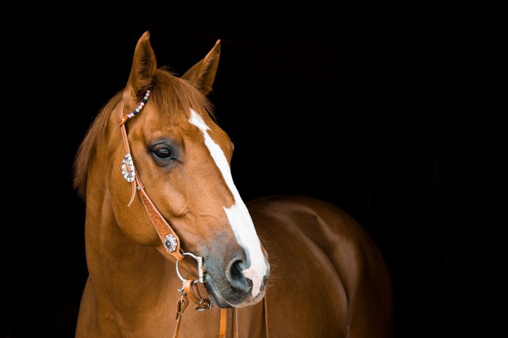 10 Signs Your Horse is Truly Happy (And 10 That Say They’re Not)