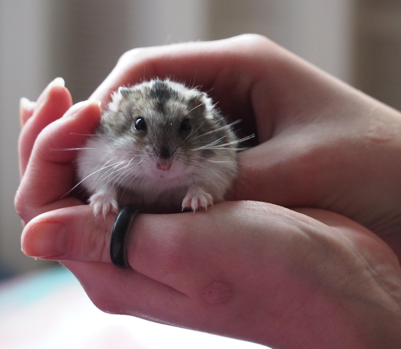 10 Small Pets That Form The Strongest Bonds With Humans