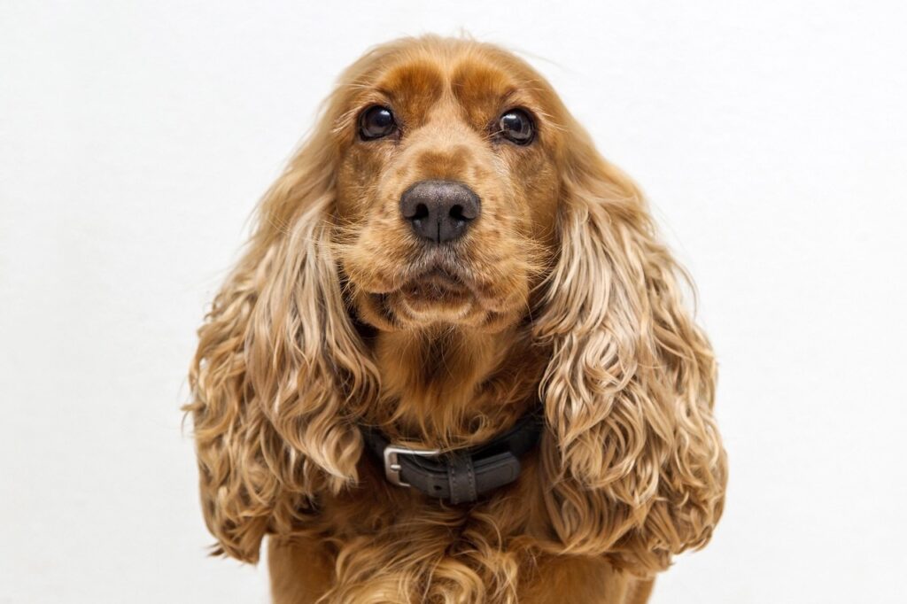 10 Breeds That Love Seniors - and 5 That Need a Younger Energy Match
