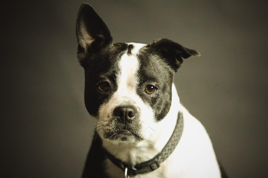 Animal Behaviorists Explain That Prolonged Canine Wall-Fixation Indicates Severe Spatial Disorientation, Cognitive Decline, or High-Frequency Auditory Cues