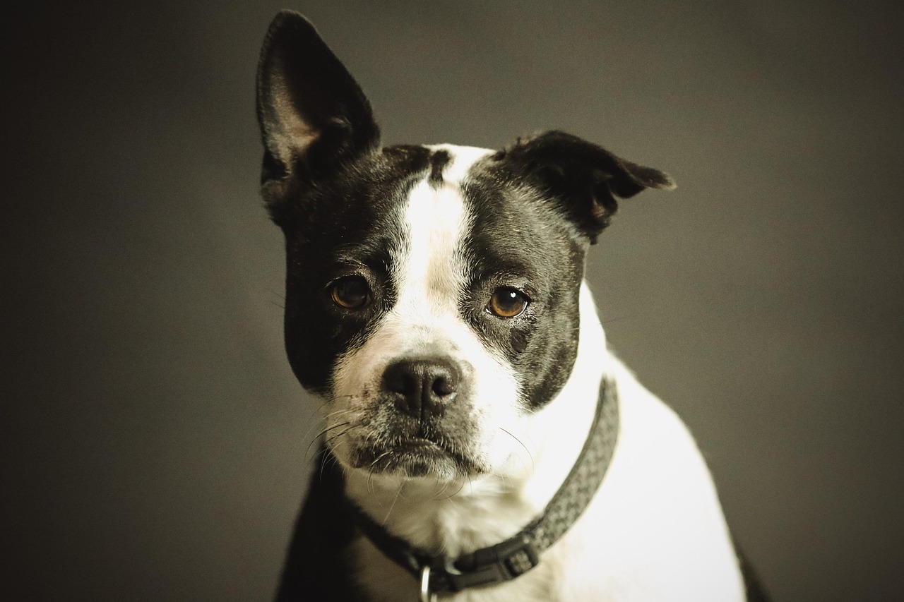 Animal Behaviorists Explain That Prolonged Canine Wall-Fixation Indicates Severe Spatial Disorientation, Cognitive Decline, or High-Frequency Auditory Cues