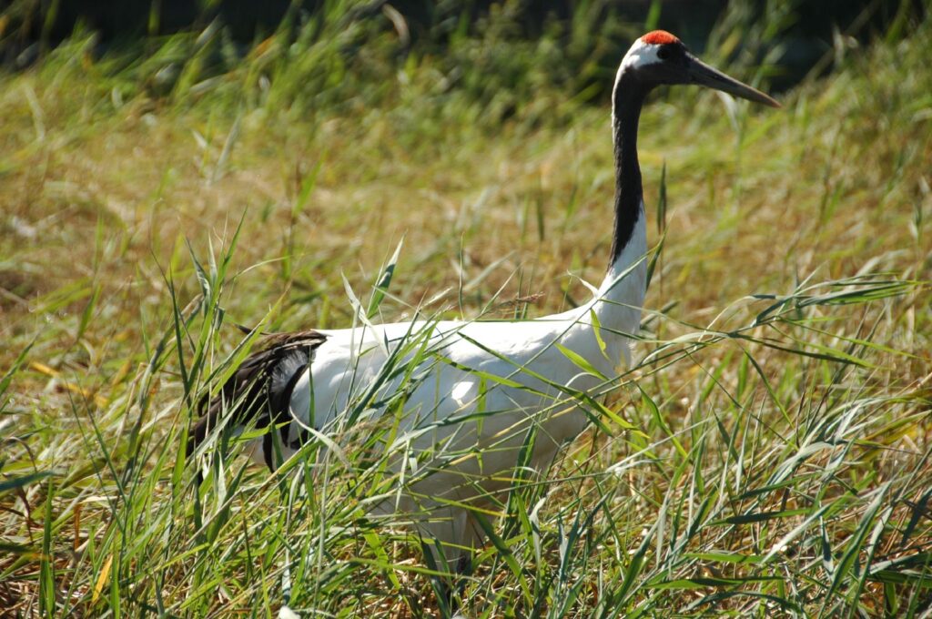 10 Largest Crane Species in The World