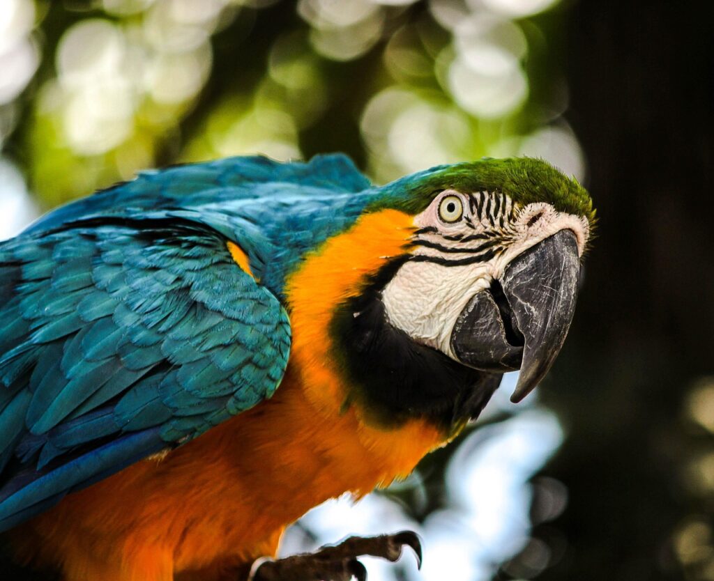 10 Parrot Breeds That Are Smarter (and Stubborn-er) Than You Think
