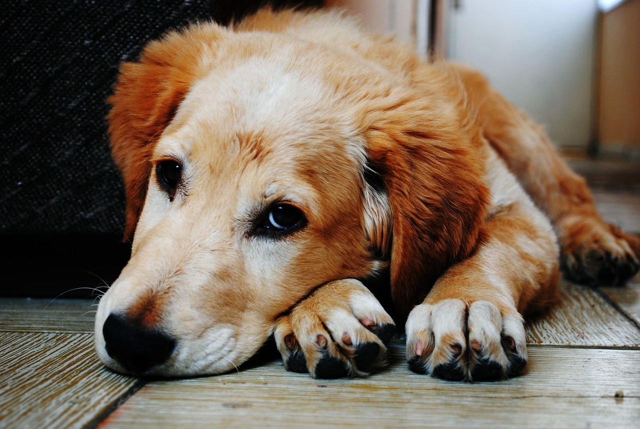 Canine Psychology Says Dogs Know When a Goodbye Is Permanent and Behave Differently Than During a Regular Departure