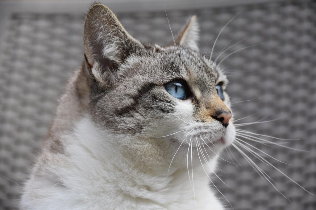 If Your Cat Suddenly Sits Facing the Corner for Hours, Feline Behaviorists Say They're Entering a Trance State Science Is Just Beginning to Understand