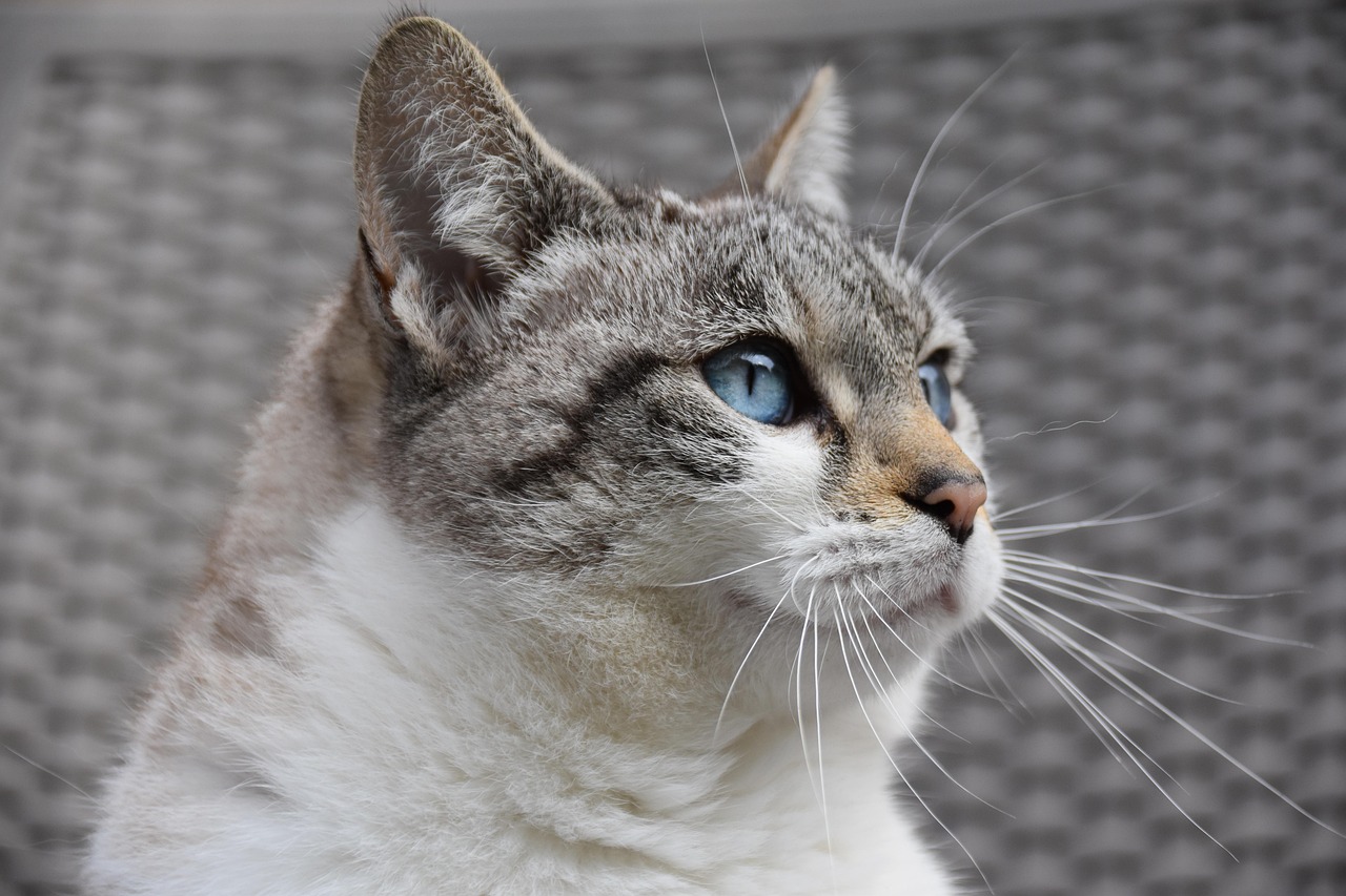 If Your Cat Suddenly Sits Facing the Corner for Hours, Feline Behaviorists Say They’re Entering a Trance State Science Is Just Beginning to Understand