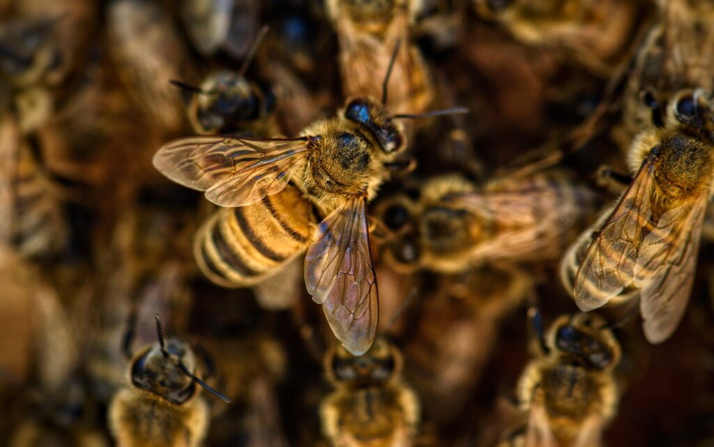 What Happens Inside a Beehive the Moment the Queen Dies (Footage Scientists Captured for the First Time Shows Something Unexpected)