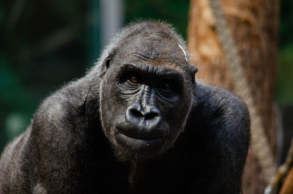 Neuroscience Says When a Gorilla Avoids Eye Contact With a Stranger It Is Not Afraid or Submissive - It Is Running a Social Protocol That Requires More Deliberate Cognitive Control Than the Average Human Response to the Same Situation