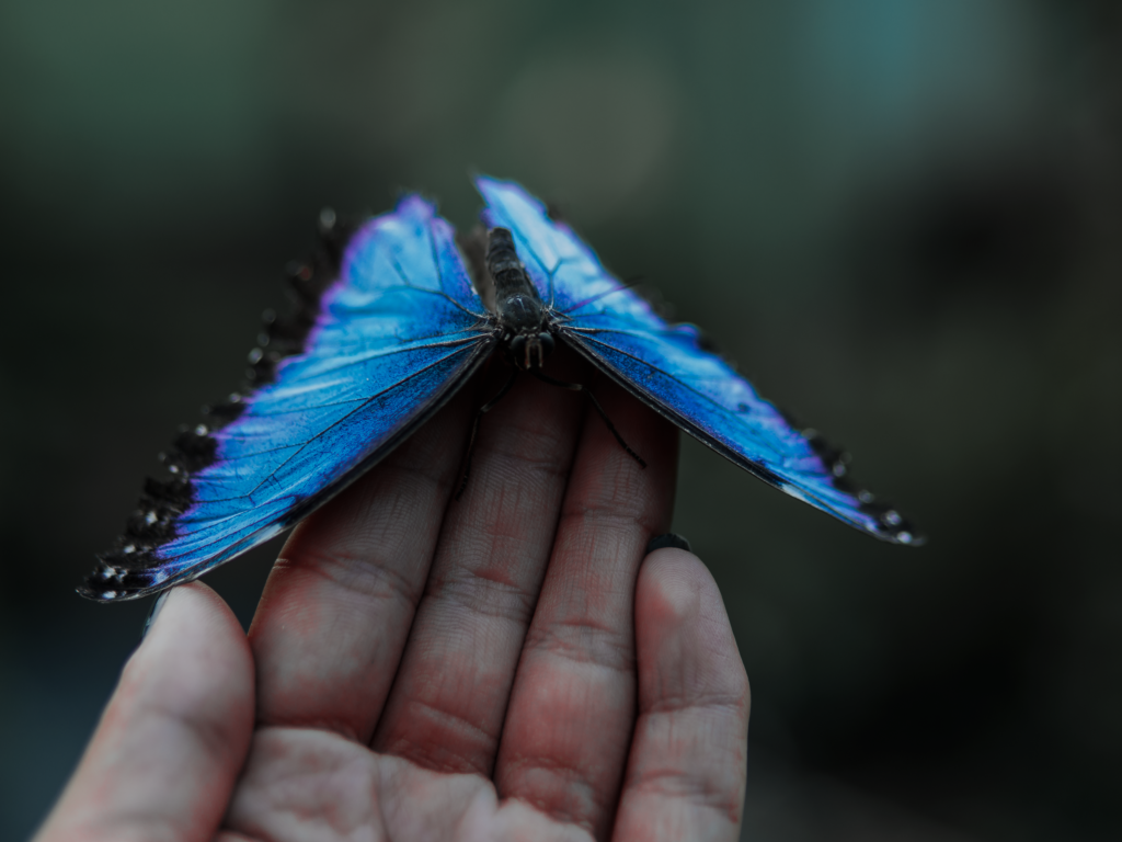 The Zodiac Signs Butterflies Land On Most Often (And What Entomologists Say It Reveals About Your Energy)