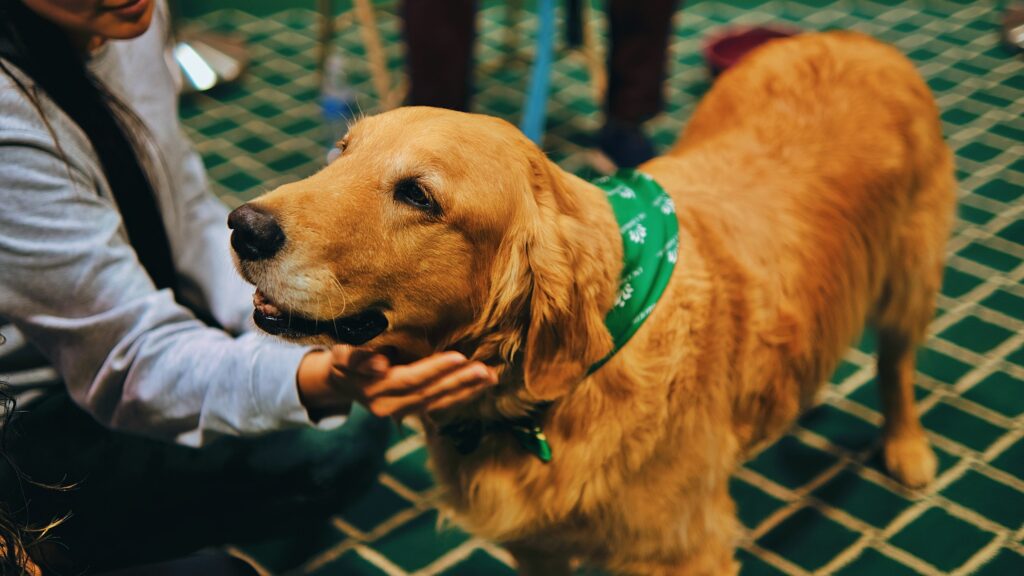 The Dog Breed That Can Detect When You're About to Have a Panic Attack 15 Minutes Before You Feel It (And How They Know)