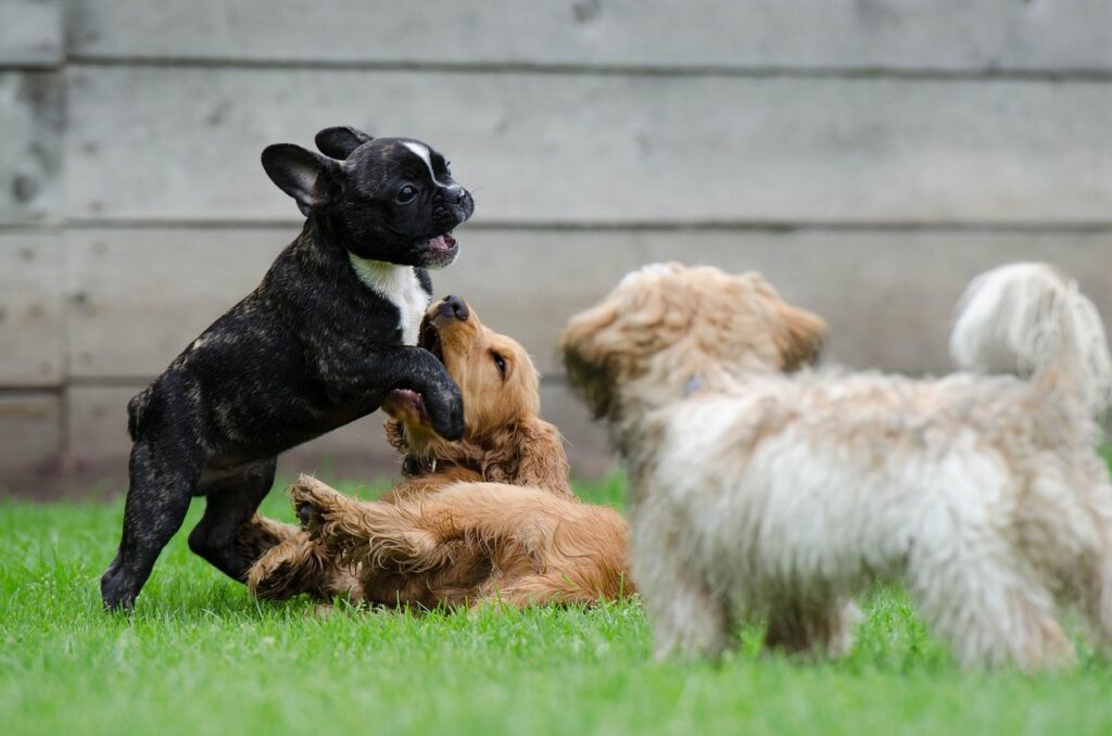 Neuroscience Says When Baby Animals Play Fight Without Anyone Teaching Them the Rules They Are Encoding Fairness Restraint and Self-Regulation Into Neural Pathways Before They Have Any Concept of What Those Things Are