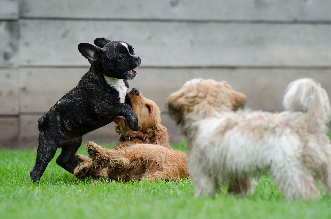 Neuroscience Says When Baby Animals Play Fight Without Anyone Teaching Them the Rules They Are Encoding Fairness Restraint and Self-Regulation Into Neural Pathways Before They Have Any Concept of What Those Things Are