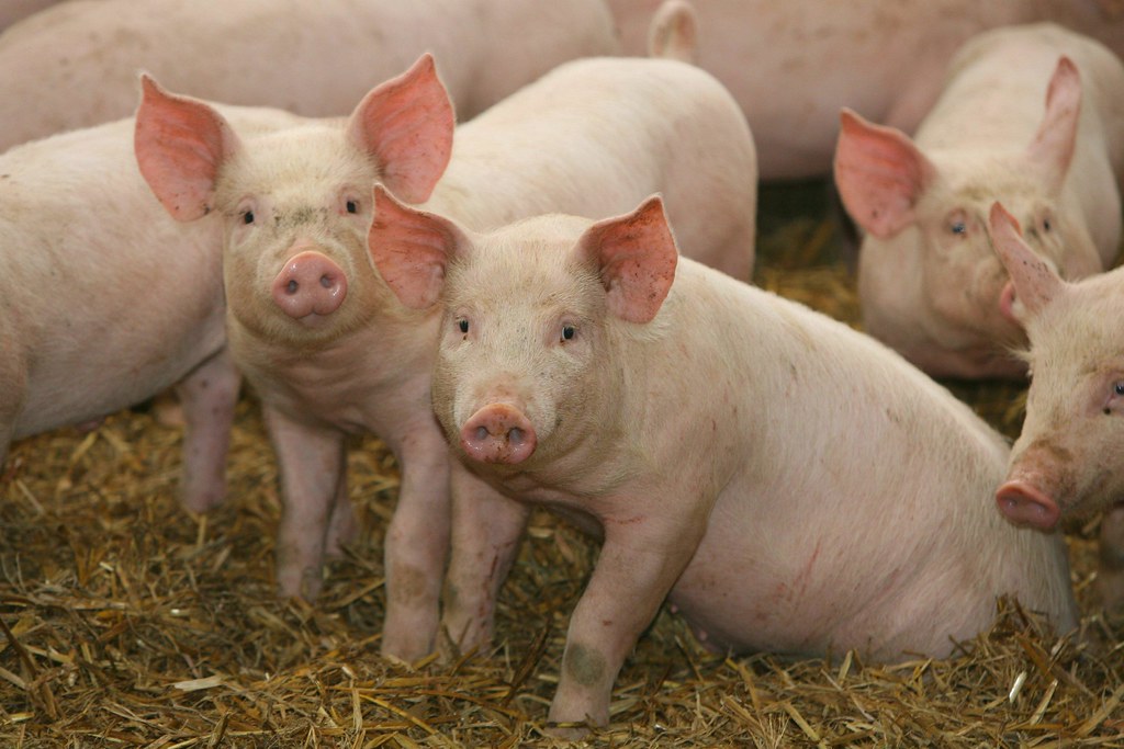 Neuroscience Says When Pigs Play Together With Nothing at Stake and No Training to Prompt It the Brain Activity Recorded Is Closer to a Happy Human Child Than Any Researcher Was Prepared to Put in Print